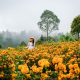 ladang-bunga-marigold