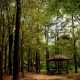 Hutan Wisata Punti Kayu, Wisata Hijau Di Tengah Kota Palembang
